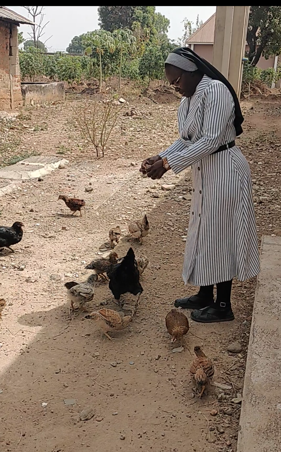 ACMC Sister caring for chickens as part of simple Franciscan stewardship of creation